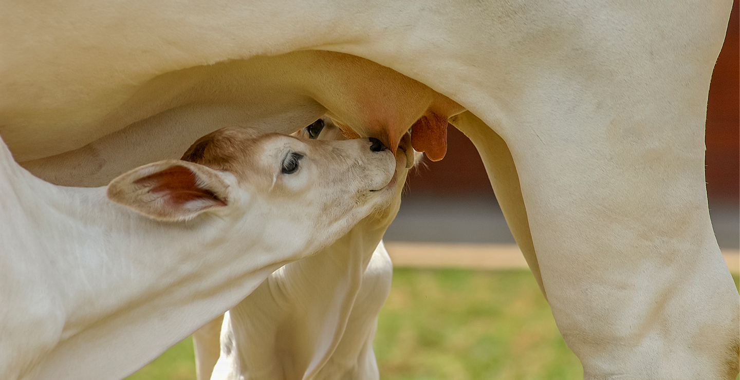 calf-suckling-teat